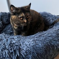 Flauschiges Anti-stress Katzenbett & Hundebett Kuschelbett Donut Ø 60 cm Flauschiges Anti-stress Katzenbett & Hundebett Kuschelbett Donut Ø 60 cm von LOCKDOG