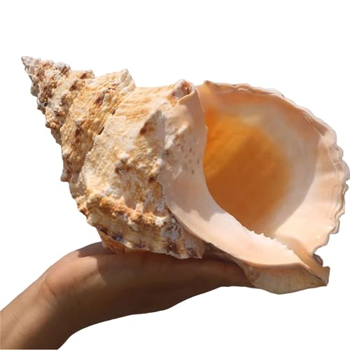 LoJax Einzigartige große natürliche Muscheln für Hochzeitsdekoration, Heimdekoration, Strand-Mottopartys und Heimwerken(19cm) von LoJax