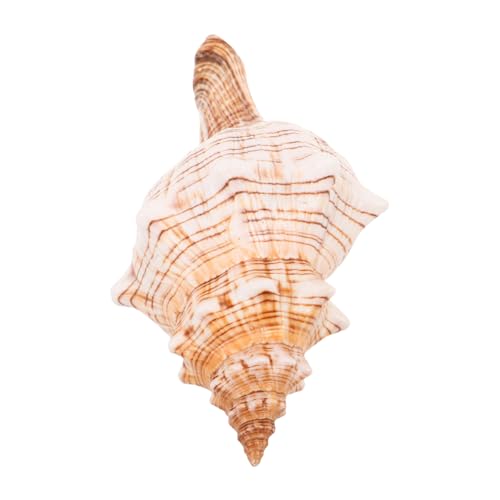 LOORGVEL Große Natürliche Meeresschnecke Ozeanisches Muschel-dekor für Aquarium Sukkulenten Tischdeko Vielseitig als Vase-füller Strandparty-Accessoire Küsten Wohnambiente LOORGVEL Große Natürliche Meeresschnecke Ozeanisches Muschel-dekor für Aquarium Sukkulenten Tischdeko Vielseitig als Vase-füller Strandparty-Accessoire Küsten Wohnambiente von LOORGVEL