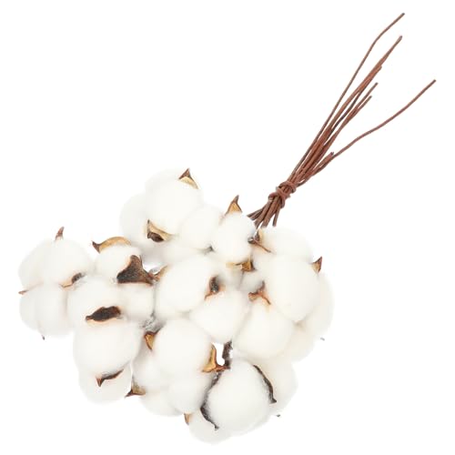 LOORGVEL Teiliges Getrocknete Baumwollzweige Natürliche Weiße Baumwollblumen Rustikale Deko für Zuhause Hochzeit Foto Requisiten Wiederverwendbare Robuste Trockenblumen für Wohnzimmer und LOORGVEL Teiliges Getrocknete Baumwollzweige Natürliche Weiße Baumwollblumen Rustikale Deko für Zuhause Hochzeit Foto Requisiten Wiederverwendbare Robuste Trockenblumen für Wohnzimmer und von LOORGVEL