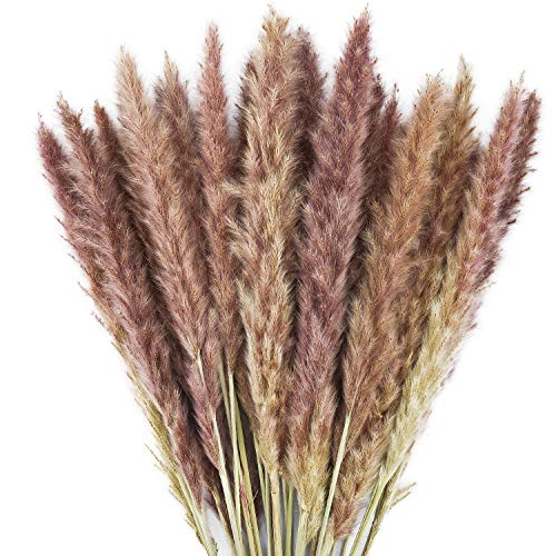 LOVEXIU Getrocknetes Pampasgras 15 Stück Trockenblumen Vasen Getrocknete Blumen Phragmites Trockenblumen Blumenstrauß Deko für Wohnzimmer Schlafzimmer Boho Wohnungs Modern von LOVEXIU