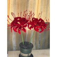 Gehäkelte Tagundnachtgleiche Blume, Handgemachte Gestrickte Lycoris Blumenstrauß, Gehäkelte Blumen, Wohnkultur von LOVFS