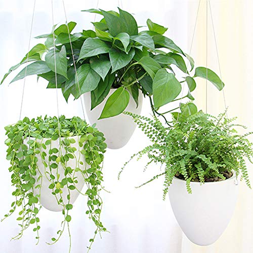 LOYUYU 3-Pack Selbst Bewässerung Hängepflanze, Sukkulente Blumentopf Luft Pflanzenhalter, Einzigartige Eierschale Hängende Sukkulente Blumentöpfe, Home Garden Office Dekorative Container Matte Weiß von LOYUYU