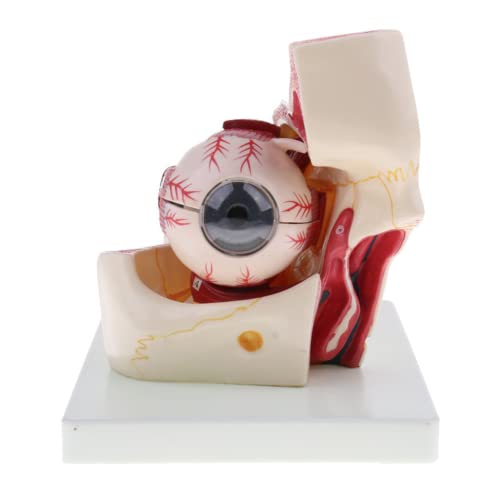 LSOAARRT Auge Anatomisches Modell, Augapfel-Modell mit 3-facher Vergrößerung, Anatomisches Modell des menschlichen Auges LSOAARRT Auge Anatomisches Modell, Augapfel-Modell mit 3-facher Vergrößerung, Anatomisches Modell des menschlichen Auges von LSOAARRT