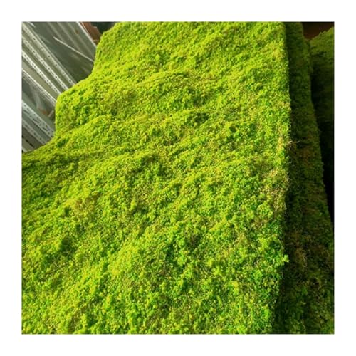 LSSHQ Künstliche Moosmatte Simulierte Moosschaumplatte Gefälschte Moosunterlage für Haus Rasen Garten Terrasse Dekoration Rutschfeste Moosdecke(B) von LSSHQ