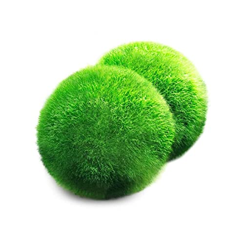 2 Luffy Riesen-Marimo-Moosbälle. Bringen Sie Japans Nationale Schätze in Ihr Zuhause. Als Aquariumsdekoration oder perfektes Familienerbstück geeignet. Sie symbolisieren ewige Liebe. Umweltfreundlich, Glücks-Talisman 2 Luffy Riesen-Marimo-Moosbälle. Bringen Sie Japans Nationale Schätze in Ihr Zuhause. Als Aquariumsdekoration oder perfektes Familienerbstück geeignet. Sie symbolisieren ewige Liebe. Umweltfreundlich, Glücks-Talisman von LUFFY