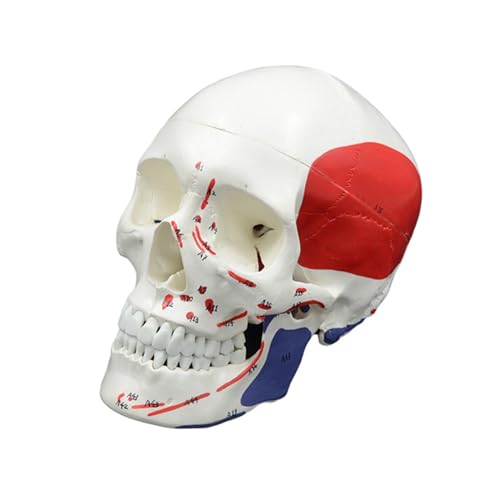 Lebensgroße Anatomie Schädel Modell Menschlicher Kopf Skelett Nummer codiert Anatomischer menschlicher Schädel für Studium Feine Handwerkskunst von LUJIAXI