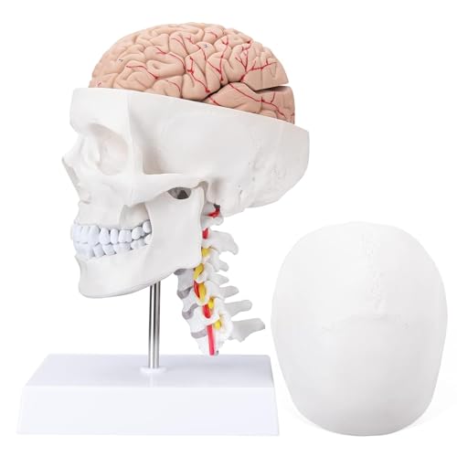 LVCHEN Human Skull Brain Anatomical Model - mit Halswirbel Life-Size Anatomie Modell mit Sockel für Klassenzimmer medizinische Studie Lehre Bildung von LVCHEN