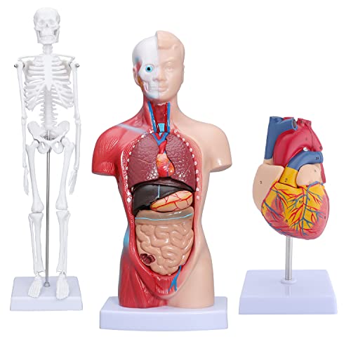 LVCHEN Menschliche Anatomie-Modelle (Körpertorso & Skelett & Herzmodell) – Sets von 3 Modellen | Abnehmbares Körperviszeral | Bewegliche Arme und Beine | Anatomisches Herz für Medizinphysiologie von LVCHEN