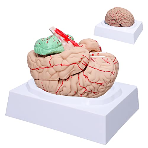 LVCHEN Menschliches Gehirn-Modell Anatomie – lebensgroßes anatomisches Gehirnmodell mit Arterien, abnehmbar, 8 Teile für Wissenschaft, Klassenzimmer von LVCHEN