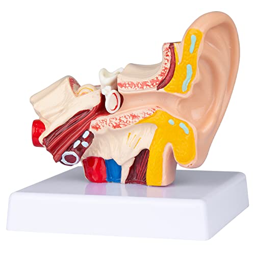 LVCHEN Menschliches Ohr-Modell Anatomie – anatomisches 3D-Ohr-Modell, 1,5-fach vergrößert, zeigt äußeres mittleres Innenohrmodell, professionelles medizinisches Klassenzimmer, Demonstration, Ärzte von LVCHEN