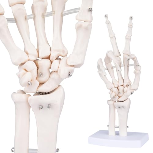 LVCHEN Menschliches Skelett-Handmodell – lebensgroßes anatomisches Fingerknochenmodell mit beweglichen flexiblen Gelenken, zeigt Handgelenk-Ulna-Radius für medizinische Demonstration von LVCHEN