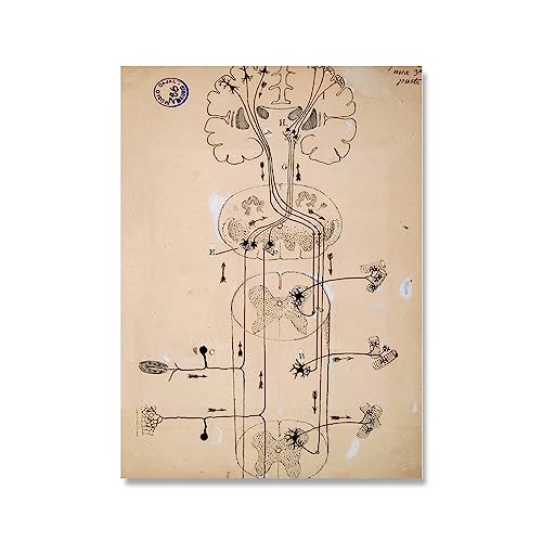 LVTFCO Santiago Ramon Y Cajal Neuron Zeichnung Poster Und Drucke Retro Wandkunst Santiago Ramon Y Cajal Malerei Leinwand Wohnkultur Bild 40x60cm Ohne Rahmen von LVTFCO