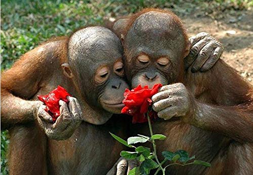 LWLFC Diamond Painting Orang-Utan, Rose 5D Diamant Painting,Diamant Painting Bilder Erwachsene Kinder 5D Diamant Painting Full Diamond Painting Set Full Kunsthandwerk für Heimwand Deko 30X40Cm von LWLFC