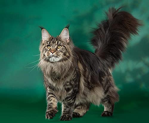 LWOHDKHK Diamant Painting Kinder 5D Diamond Painting Kits, Maine-Coon-Katze DIY Malen Nach Zahlen Erwachsene Diamant Malerei Geburtstagsgeschenke von LWOHDKHK