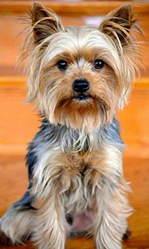 LWOHDKHK Diamant Painting Kinder 5D Diamond Painting Kits, Yorkshire Terrier niedlicher Hund DIY Malen Nach Zahlen Erwachsene Diamant Malerei Geburtstagsgeschenke von LWOHDKHK