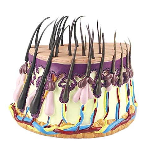 LXYTT Menschliches Haar Haut Anatomisches Modell, 11x11cm/4.3x4.3in Vergrößerung Haarwachstumsprozess Haarfollikel Anatomie Science Kits Laborbedarf, Lernmodell LXYTT Menschliches Haar Haut Anatomisches Modell, 11x11cm/4.3x4.3in Vergrößerung Haarwachstumsprozess Haarfollikel Anatomie Science Kits Laborbedarf, Lernmodell von LXYTT