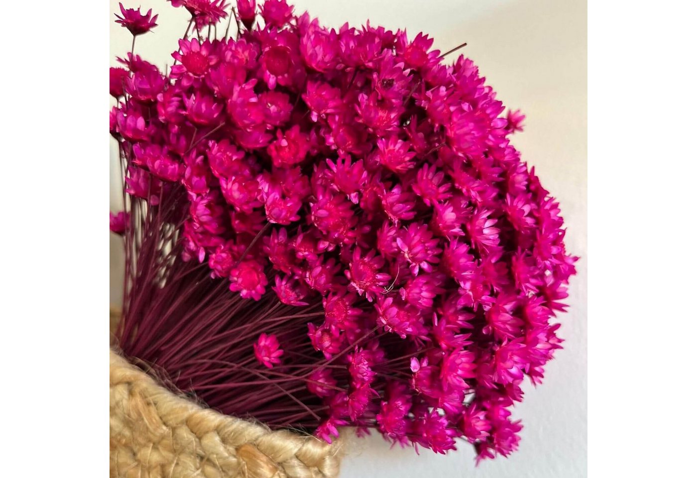 Trockenblume Glixia: Farbenprächtige Trockenblumen für ein kreative Dekoration, LYKKE & You, Trockenblume von LYKKE & You