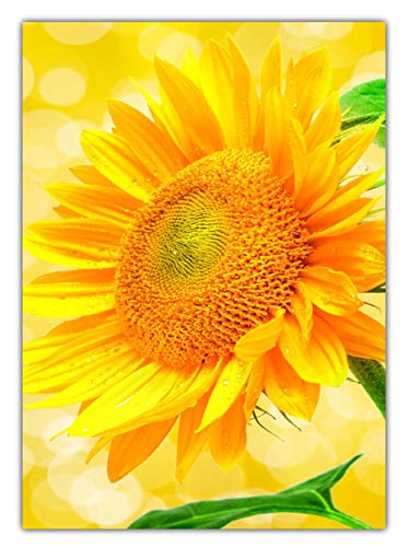 LYSCO XL Poster 70 x 50cm (F-241) wunderschöne blühende Sonnenblume (Plakate Lieferung gerollt!) von LYSCO