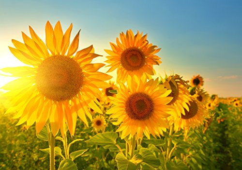 XXL Poster 100 x 70cm (S-841) Sonnenblumen im strahlenden Sonnenschein und blauem Himmel (Lieferung gerollt!) von LYSCO