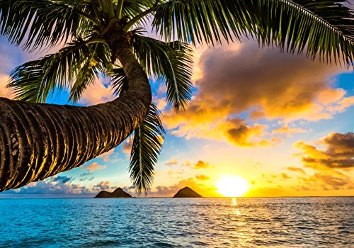 LYSCO XXL Poster 100 x 70cm (S-837) Palme am Strand im Sonnenuntergang (Lieferung gerollt!) von LYSCO