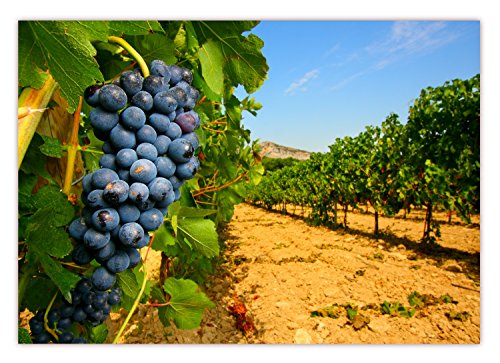 XXL Poster 100 x 70cm (S-831) sonniger Weinberg mit leckeren reifen blauen Weintrauben (Lieferung gerollt!) von LYSCO