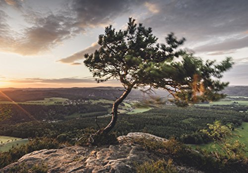 XXL Poster 100 x 70cm (S-850) Kiefer auf Berg vom Wind gebeugt Baum auf Gipfel (Lieferung gerollt!) von LYSCO