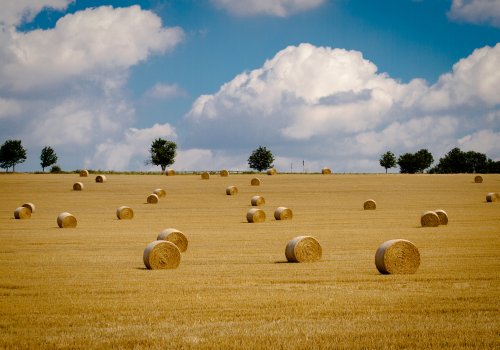 XXL Poster 100 x 70cm (SF203) last days of summer, Wiese mit Heuballen, Herbst (Lieferung gerollt!) von LYSCO