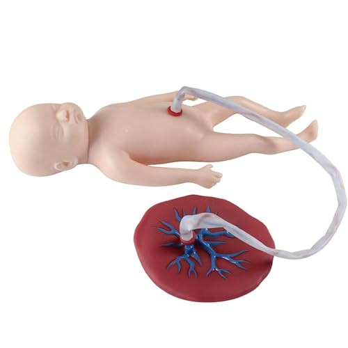 Babypuppe mit Nabelschnur und Plazenta, Neugeborenen-Nabelschnur-Plazenta-Modell, anatomisches Modell der Plazenta-Nabelschnur für Lehrmittel für Geburtshilfe und Gynäkologie Babypuppe mit Nabelschnur und Plazenta, Neugeborenen-Nabelschnur-Plazenta-Modell, anatomisches Modell der Plazenta-Nabelschnur für Lehrmittel für Geburtshilfe und Gynäkologie von LZDOYY