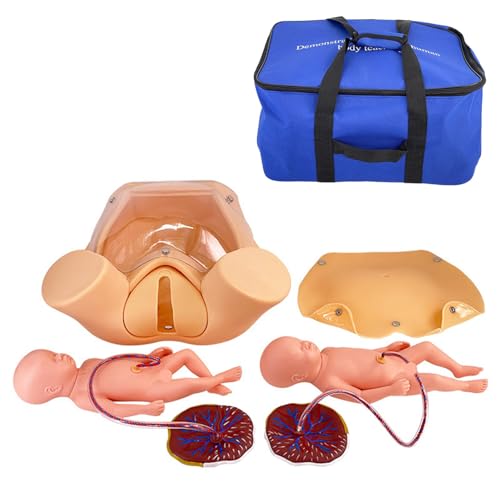 Beckenmodell zur Demonstration einer Geburt, Geburtssimulator, anatomisches Beckenmodell, einschließlich Modelle der Gebärmutter des Babys, der Fruchtblase, des Beckens und der Plazenta Beckenmodell zur Demonstration einer Geburt, Geburtssimulator, anatomisches Beckenmodell, einschließlich Modelle der Gebärmutter des Babys, der Fruchtblase, des Beckens und der Plazenta von LZDOYY
