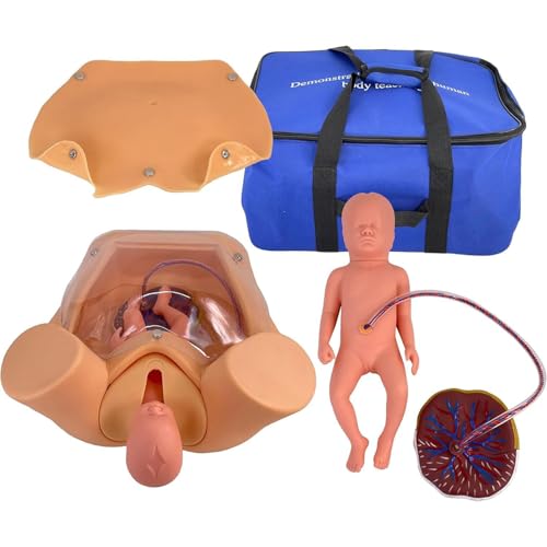 Geburtssimulator, anatomisches Beckenmodell in Lebensgröße, Geburts- und Entbindungslehre, Form, für die gynäkologische Lehre Geburtssimulator, anatomisches Beckenmodell in Lebensgröße, Geburts- und Entbindungslehre, Form, für die gynäkologische Lehre von LZDOYY