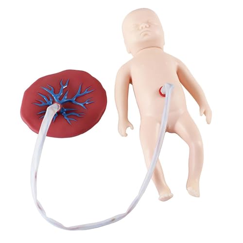 Neugeborenen-Nabelschnur-Plazenta-Modell, Babypuppe mit Nabelschnur und Plazenta, für Lehrmittel in Geburtshilfe und Gynäkologie Neugeborenen-Nabelschnur-Plazenta-Modell, Babypuppe mit Nabelschnur und Plazenta, für Lehrmittel in Geburtshilfe und Gynäkologie von LZDOYY