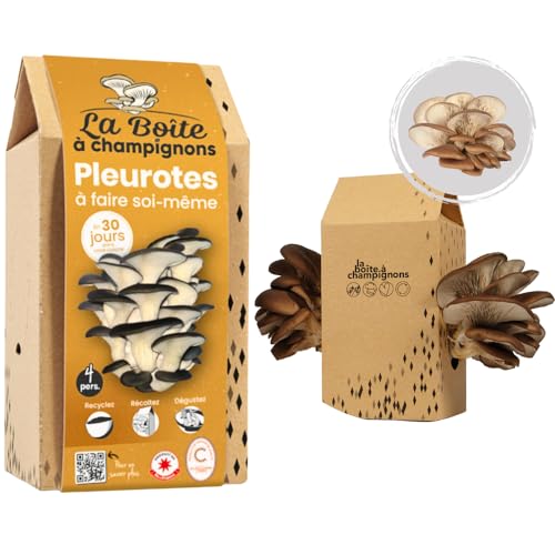 LA BOITE A CHAMPIGNONS - Grauer Austernpilz Zuchtset - Kit DIY - Für 4 Personen von La Boîte à Champignons