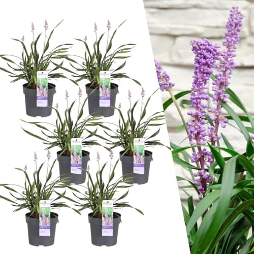 6 x Liriope Muscari 'Ingwersen' von La Green Touch