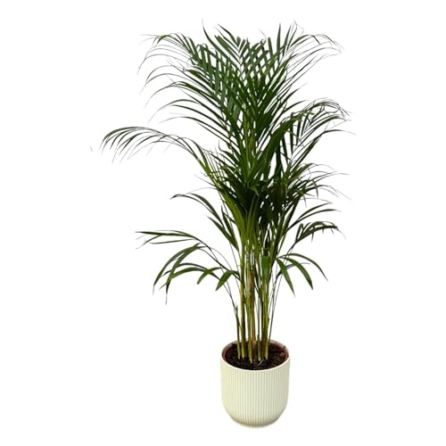 Areca-Palm – 110 cm – Ø 21 cm Elho Vibes weiß von La Green Touch