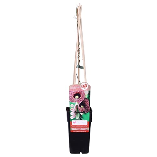 Aristoloche Macrophyla – 65 cm – Ø15 – Pflanze für den Außenbereich von La Green Touch