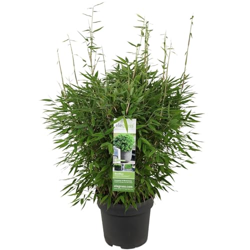 Bambus – Fargesia 'Moontars'® Boobux – 70 cm – Ø 29 cm – Pflanze für den Außenbereich von La Green Touch