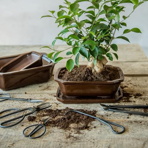 Bonsai Root Hook – 20,5 cm – Bonsai Tool von La Green Touch