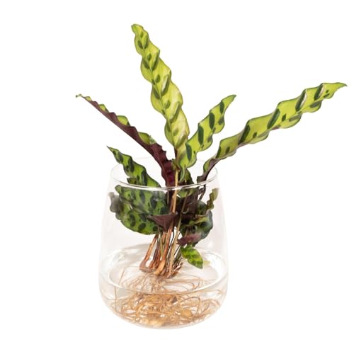 Calathea Lancifolia in der Hydrokultur von La Green Touch