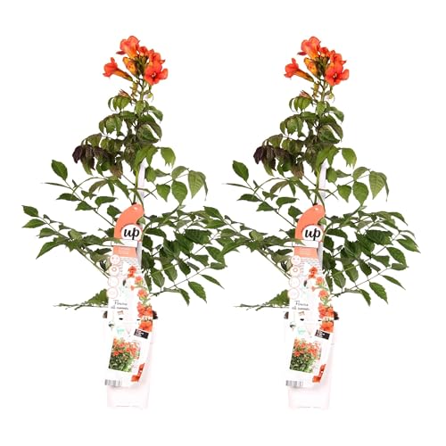 Campsis Summer Jazz 'Fire Trumpet' von La Green Touch