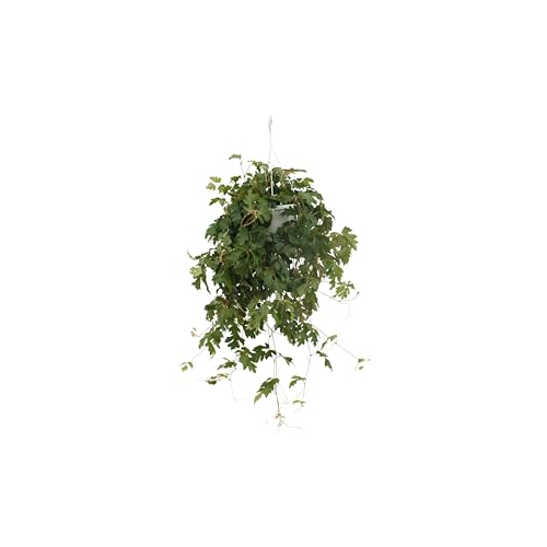 Cissus 'Ellen Danic' von La Green Touch