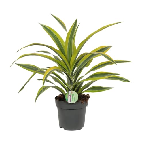 Dracaena 'Fragrans Lemon Lime' von La Green Touch