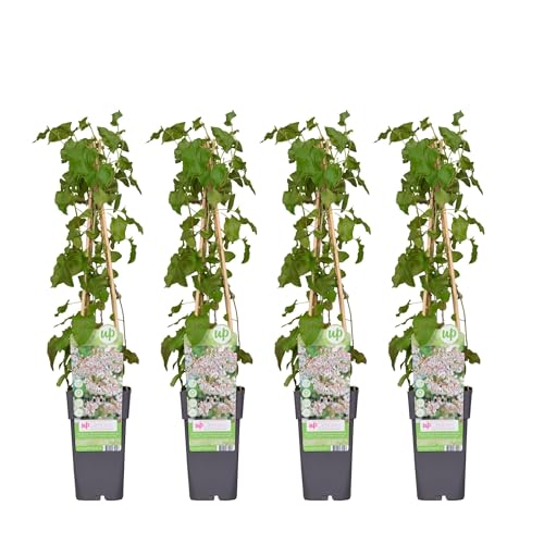 Fallopia Baldschuanica weiß von La Green Touch