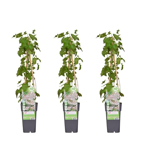 Fallopia baldschuanica von La Green Touch