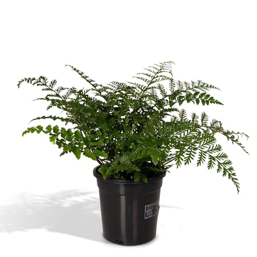 La Green Touch - Asplenium Parvati - Zimmerpflanze - Topf 17 cm, Höhe 30 cm von La Green Touch
