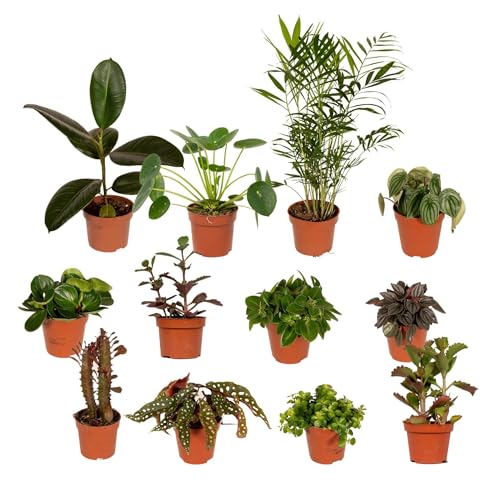 La Green Touch - Box - 10 Zimmerpflanzen zur Schadstoffbekämpfung - Zimmerpflanze - Topf 12 cm, Höhe 30 cm von La Green Touch