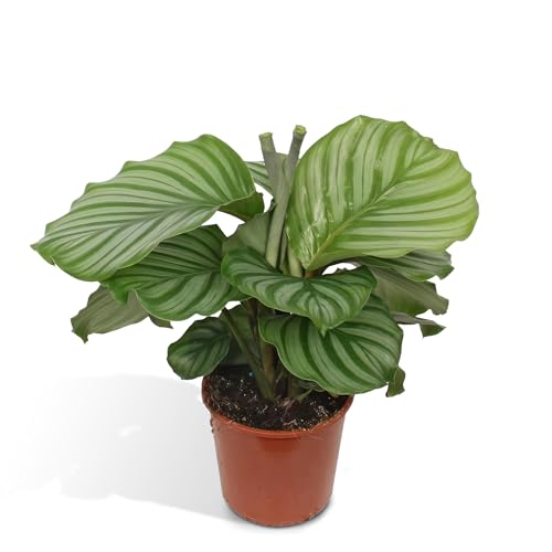 La Green Touch - Calathea Orbifolia Zimmerpflanze – Topf 17 cm, Höhe 60 cm La Green Touch - Calathea Orbifolia Zimmerpflanze – Topf 17 cm, Höhe 60 cm von La Green Touch