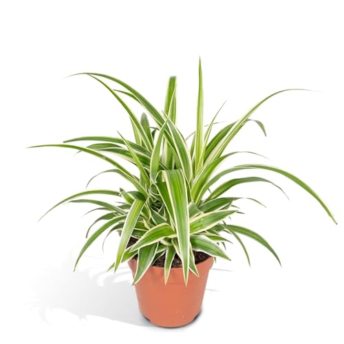 La Green Touch Chlorophytum variegata – Zimmerpflanze – Topf 12 cm, Höhe 12 cm von La Green Touch