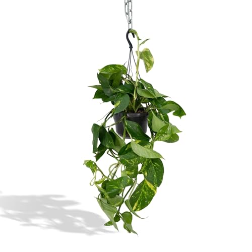 La Green Touch Epipremnum Aureum Scindapsus H25 cm – Zimmerpflanze – Topf 15 cm, Höhe 25 cm von La Green Touch