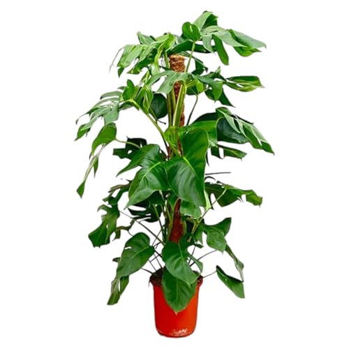 La Green Touch Monstera Pertusum – 120 cm – ø24 – Zimmerpflanze – Topf 24 cm, Höhe 120 cm La Green Touch Monstera Pertusum – 120 cm – ø24 – Zimmerpflanze – Topf 24 cm, Höhe 120 cm von La Green Touch